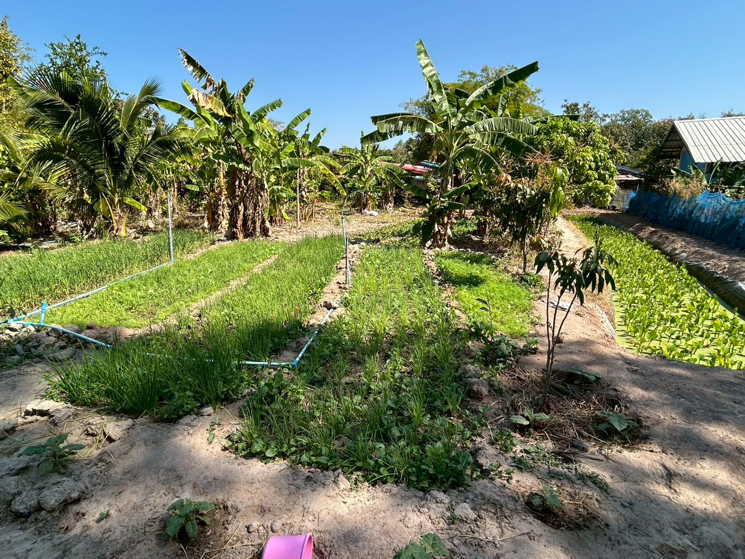 title - ส.ป.ก.ยโสธร ตรวจเยี่ยมเกษตรกรกลุ่มแปลงใหญ่สมุนไพรและเกษตรกรวิสาหกิจชุมชนแปรรูปข้าวเกษตรอินทรีย์บ้านโนนยาง ในเขตปฏิรูปที่ดิน ในพื้นที่ตำบลคำน้ำสร้าง และตำบลกำแมด อำเภอกุดชุม จังหวัดยโสธร 